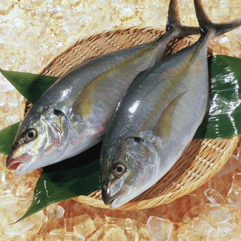 日本縞鰺魚刺身(5片)